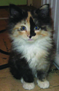 Long-haired calico kitten staring at the camera